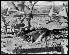 Fotografia "Jardim Zoológico - Rio de Janeiro, Animais, Aves, etc., Reportagem Geral" ([Local n/d] , [Data n/d]) [negativo]. / Fotógrafo(a): Jean Manzon.  -- ITEM-0063.