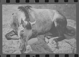 Fotografia "Turfe' Cavalos Cavalo acidentado no G.P. rep. no Hospital Veterinário da Gávea. 'Senõr Flors', Reportagem de Wilson" ([Local n/d] , 1963) [negativo]. / Fotógrafo(a): Pedro.  -- ITEM-0005.