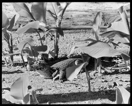 Fotografia "Jardim Zoológico - Rio de Janeiro, Animais, Aves, etc., Reportagem Geral" ([Local n/d] , [Data n/d]) [negativo]. / Fotógrafo(a): Jean Manzon.  -- ITEM-0064.