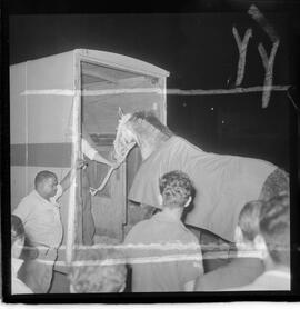 Fotografia "TURFE - CAVALOS' ' GARNDE [GRANDE] PRÊMIO BRASIL DE 1963' TURF - chegada de 'CAVALOS ARGENTINOS' para o 'GRANDE PRÊMIO' ('Sênor Flors' e Rocker'), Reportagem de Fausto Serpa" ([Local n/d] , 1963) [negativo]. / Fotógrafo(a): Joel.  -- ITEM-0001.