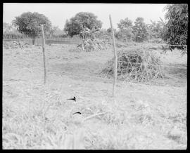 Fotografia "Reportagem sobre o sertão carioca - diversas vistas - agricultura" ([Local n/d] , [Data n/d]) [negativo]. / Fotógrafo(a): Oswaldo Matos.  -- ITEM-0010.