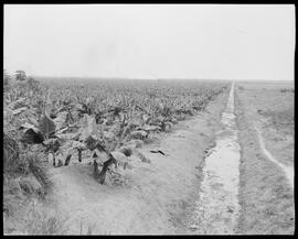 Fotografia "Reportagem sobre o sertão carioca - diversas vistas - agricultura" ([Local n/d] , [Data n/d]) [negativo]. / Fotógrafo(a): Oswaldo Matos.  -- ITEM-0011.