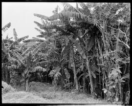 Fotografia "Reportagem sobre o sertão carioca - diversas vistas - agricultura" ([Local n/d] , [Data n/d]) [negativo]. / Fotógrafo(a): Oswaldo Matos.  -- ITEM-0003.