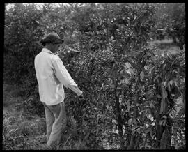 Fotografia "Reportagem sobre o sertão carioca - diversas vistas - agricultura" ([Local n/d] , [Data n/d]) [negativo]. / Fotógrafo(a): Oswaldo Matos.  -- ITEM-0020.