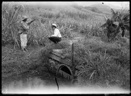 Fotografia "Reportagem sobre o sertão carioca - diversas vistas - agricultura" ([Local n/d] , [Data n/d]) [negativo]. / Fotógrafo(a): Oswaldo Matos.  -- ITEM-0008.