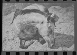 Fotografia "Turfe' Cavalos Cavalo acidentado no G.P. rep. no Hospital Veterinário da Gávea. 'Senõr Flors', Reportagem de Wilson" ([Local n/d] , 1963) [negativo]. / Fotógrafo(a): Pedro.  -- ITEM-0006.