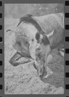 Fotografia "Turfe' Cavalos Cavalo acidentado no G.P. rep. no Hospital Veterinário da Gávea. 'Senõr Flors', Reportagem de Wilson" ([Local n/d] , 1963) [negativo]. / Fotógrafo(a): Pedro.  -- ITEM-0004.