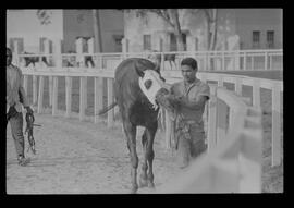 Fotografia "SWEEPSTAKE' Reportagem no Hip. Gávea, Grande Prêmio Brasil (Aprontos dos cavalos, 'Sing-Sing', 'Atramo', 'Cencerro' e 'Semillon' com vistas ao G.P. Brasil de 1963', Reportagem de Wilson Nascimento" ([Local n/d] , 1963) [negativo]. / Fotógrafo(a): Rodolpho.  -- ITEM-0027.