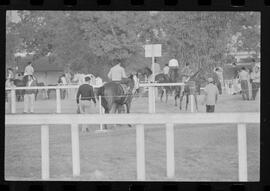 Fotografia "SWEEPSTAKE' Reportagem no Hip. Gávea, Grande Prêmio Brasil (Aprontos dos cavalos, 'Sing-Sing', 'Atramo', 'Cencerro' e 'Semillon' com vistas ao G.P. Brasil de 1963', Reportagem de Wilson Nascimento" ([Local n/d] , 1963) [negativo]. / Fotógrafo(a): Rodolpho.  -- ITEM-0037.