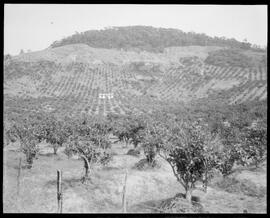 Fotografia "Reportagem sobre o sertão carioca - diversas vistas - agricultura" ([Local n/d] , [Data n/d]) [negativo]. / Fotógrafo(a): Oswaldo Matos.  -- ITEM-0022.