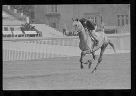 Fotografia "SWEEPSTAKE' Reportagem no Hip. Gávea, Grande Prêmio Brasil (Aprontos dos cavalos, 'Sing-Sing', 'Atramo', 'Cencerro' e 'Semillon' com vistas ao G.P. Brasil de 1963', Reportagem de Wilson Nascimento" ([Local n/d] , 1963) [negativo]. / Fotógrafo(a): Rodolpho.  -- ITEM-0030.