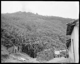 Fotografia "Reportagem sobre o sertão carioca - diversas vistas - agricultura" ([Local n/d] , [Data n/d]) [negativo]. / Fotógrafo(a): Oswaldo Matos.  -- ITEM-0009.