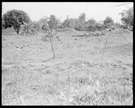 Fotografia "Reportagem sobre o sertão carioca - diversas vistas - agricultura" ([Local n/d] , [Data n/d]) [negativo]. / Fotógrafo(a): Oswaldo Matos.  -- ITEM-0002.