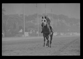 Fotografia "SWEEPSTAKE' Reportagem no Hip. Gávea, Grande Prêmio Brasil (Aprontos dos cavalos, 'Sing-Sing', 'Atramo', 'Cencerro' e 'Semillon' com vistas ao G.P. Brasil de 1963', Reportagem de Wilson Nascimento" ([Local n/d] , 1963) [negativo]. / Fotógrafo(a): Rodolpho.  -- ITEM-0013.