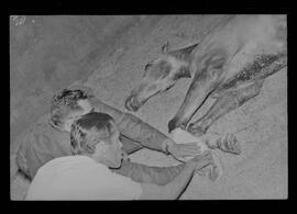 Fotografia "Turfe' Cavalos Cavalo acidentado no G.P. rep. no Hospital Veterinário da Gávea. 'Senõr Flors', Reportagem de Wilson" ([Local n/d] , 1963) [negativo]. / Fotógrafo(a): Pedro.  -- ITEM-0011.