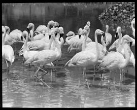 Fotografia "Jardim Zoológico - Rio de Janeiro, Animais, Aves, etc., Reportagem Geral" ([Local n/d] , [Data n/d]) [negativo]. / Fotógrafo(a): Jean Manzon.  -- ITEM-0060.