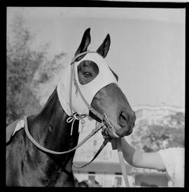 Fotografia "SWEPATAKE [SWEEPTAKE]' DE 1963' (G.P. BRASIL DE 1963) Reportagem com a Coberturas do G.P. Brasil, no Hip. da Gávea com Luiz Rigoni, Manoel Bezerra da Silva, Juan Marchant e Hector Pilar e o cavalo (CENCERRO), Reportagem de Santório" ([Local n/d] , 1963) [negativo]. / Fotógrafo(a): Diniz.  -- ITEM-0006.