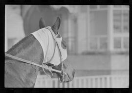 Fotografia "SWEEPSTAKE' Reportagem no Hip. Gávea, Grande Prêmio Brasil (Aprontos dos cavalos, 'Sing-Sing', 'Atramo', 'Cencerro' e 'Semillon' com vistas ao G.P. Brasil de 1963', Reportagem de Wilson Nascimento" ([Local n/d] , 1963) [negativo]. / Fotógrafo(a): Rodolpho.  -- ITEM-0010.