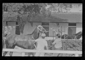 Fotografia "SWEEPSTAKE' Reportagem no Hip. Gávea, Grande Prêmio Brasil (Aprontos dos cavalos, 'Sing-Sing', 'Atramo', 'Cencerro' e 'Semillon' com vistas ao G.P. Brasil de 1963', Reportagem de Wilson Nascimento" ([Local n/d] , 1963) [negativo]. / Fotógrafo(a): Rodolpho.  -- ITEM-0032.