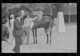 Fotografia "SWEEPSTAKE' Reportagem no Hip. Gávea, Grande Prêmio Brasil (Aprontos dos cavalos, 'Sing-Sing', 'Atramo', 'Cencerro' e 'Semillon' com vistas ao G.P. Brasil de 1963', Reportagem de Wilson Nascimento" ([Local n/d] , 1963) [negativo]. / Fotógrafo(a): Rodolpho.  -- ITEM-0033.