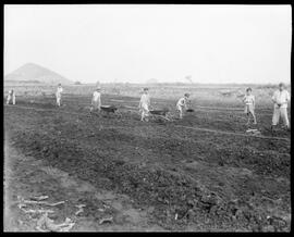 Fotografia "Reportagem sobre o sertão carioca - diversas vistas - agricultura" ([Local n/d] , [Data n/d]) [negativo]. / Fotógrafo(a): Oswaldo Matos.  -- ITEM-0016.