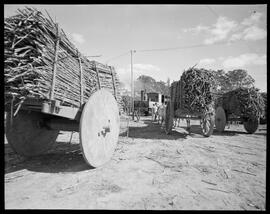 Fotografia "Açúcar. Falta de transporte em Campos, Estado do Rio" ([Local n/d] , [Data n/d]) [negativo]. / Fotógrafo(a): José Casal.  -- ITEM-0003.