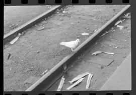 Fotografia "GREVE DOS FERROVIÁRIOS DA LEOPOLDINA' Greve na Leopoldina (Reportagem e uma pombinha na linha Férrea), Reportagem de Cid King" ([Local n/d] , 1963) [negativo]. / Fotógrafo(a): Adyr Vieira.  -- ITEM-0007.