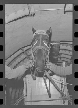 Fotografia "Chegada do Cavalo Chileno para o G.P. Brasil; 'TURFE - CAVALOS ('CENCERRO') Chegada do Cavalo Chileno para a Corrida de 'G.P. Brasil' 'Cencerro')" ([Local n/d] , 1963) [negativo]. / Fotógrafo(a): Adyr Vieira.  -- ITEM-0001.