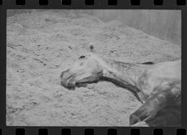 Fotografia "Turfe' Cavalos Cavalo acidentado no G.P. rep. no Hospital Veterinário da Gávea. 'Senõr Flors', Reportagem de Wilson" ([Local n/d] , 1963) [negativo]. / Fotógrafo(a): Pedro.  -- ITEM-0007.