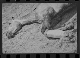 Fotografia "Turfe' Cavalos Cavalo acidentado no G.P. rep. no Hospital Veterinário da Gávea. 'Senõr Flors', Reportagem de Wilson" ([Local n/d] , 1963) [negativo]. / Fotógrafo(a): Pedro.  -- ITEM-0008.