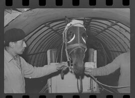 Fotografia "Chegada do Cavalo Chileno para o G.P. Brasil; 'TURFE - CAVALOS ('CENCERRO') Chegada do Cavalo Chileno para a Corrida de 'G.P. Brasil' 'Cencerro')" ([Local n/d] , 1963) [negativo]. / Fotógrafo(a): Adyr Vieira.  -- ITEM-0002.