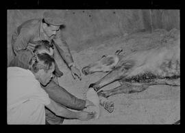 Fotografia "Turfe' Cavalos Cavalo acidentado no G.P. rep. no Hospital Veterinário da Gávea. 'Senõr Flors', Reportagem de Wilson" ([Local n/d] , 1963) [negativo]. / Fotógrafo(a): Pedro.  -- ITEM-0010.