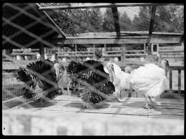 Fotografia "Reportagem sobre o sertão carioca - diversas vistas - agricultura" ([Local n/d] , [Data n/d]) [negativo]. / Fotógrafo(a): Oswaldo Matos.  -- ITEM-0017.