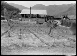 Fotografia "Reportagem sobre o sertão carioca - diversas vistas - agricultura" ([Local n/d] , [Data n/d]) [negativo]. / Fotógrafo(a): Oswaldo Matos.  -- ITEM-0023.