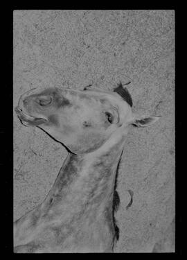 Fotografia "Turfe' Cavalos Cavalo acidentado no G.P. rep. no Hospital Veterinário da Gávea. 'Senõr Flors', Reportagem de Wilson" ([Local n/d] , 1963) [negativo]. / Fotógrafo(a): Pedro.  -- ITEM-0013.