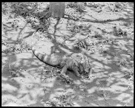 Fotografia "Jardim Zoológico - Rio de Janeiro, Animais, Aves, etc., Reportagem Geral" ([Local n/d] , [Data n/d]) [negativo]. / Fotógrafo(a): Jean Manzon.  -- ITEM-0061.